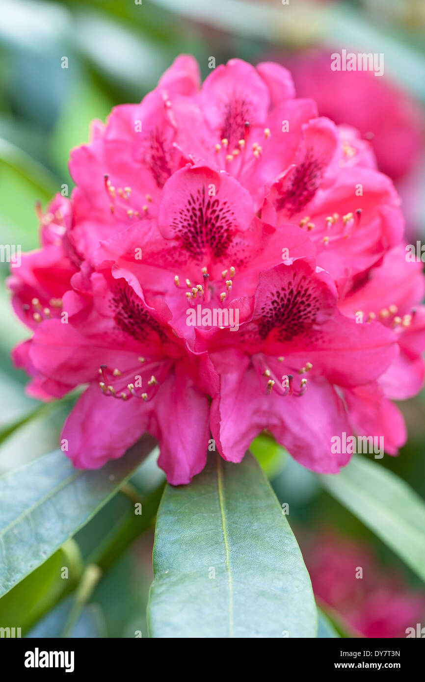 Rhododendron Nova Zembla, Rhodo. Shrub, May. Pink flowers. Stock Photo