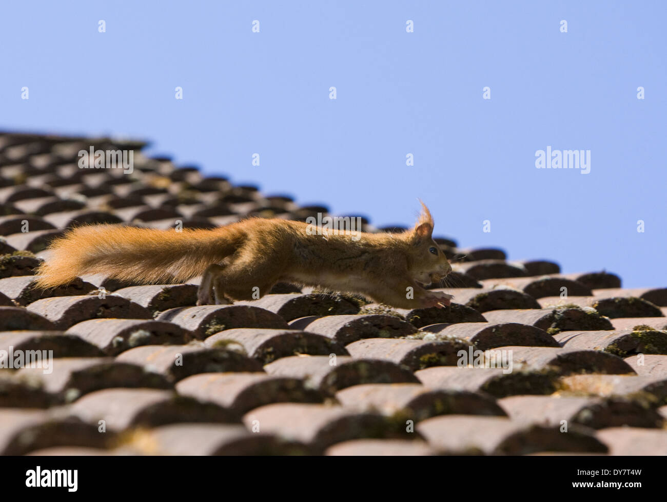 Germany, Hesse, Squirrel running over roof top Stock Photo Alamy