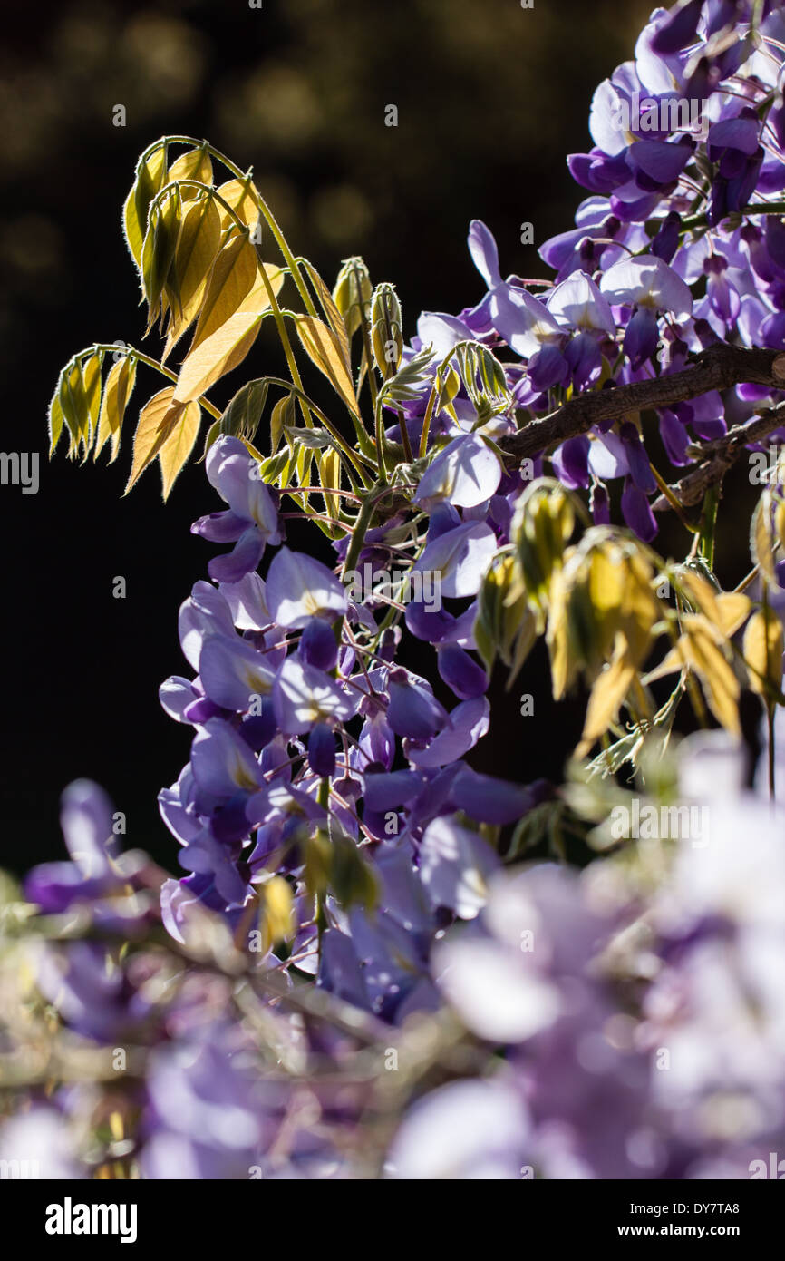 Wisteria flowers and leaves Stock Photo Alamy