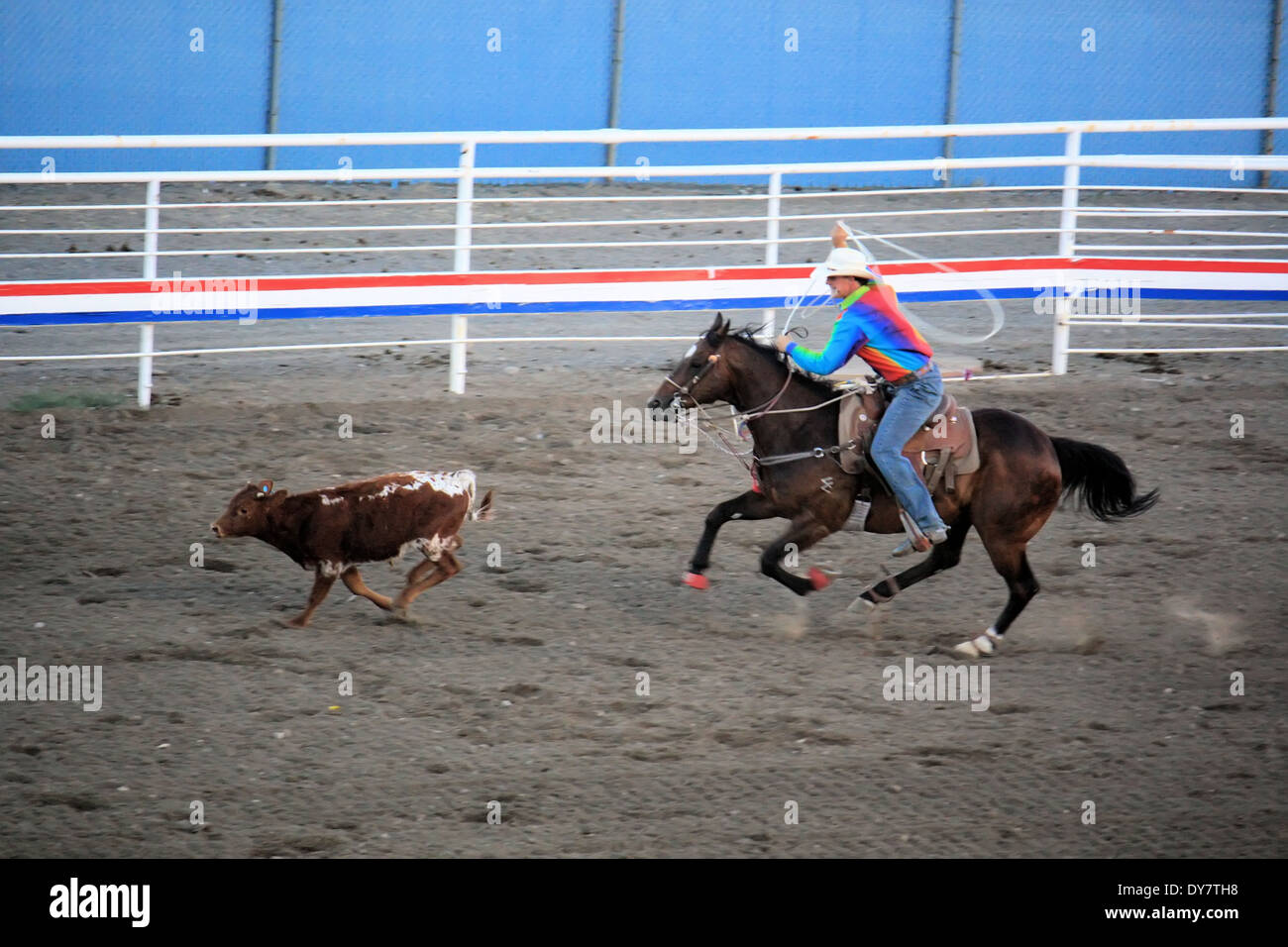 Roping, Cody Nite rodeo, Cody, Wyoming, USA Stock Photo