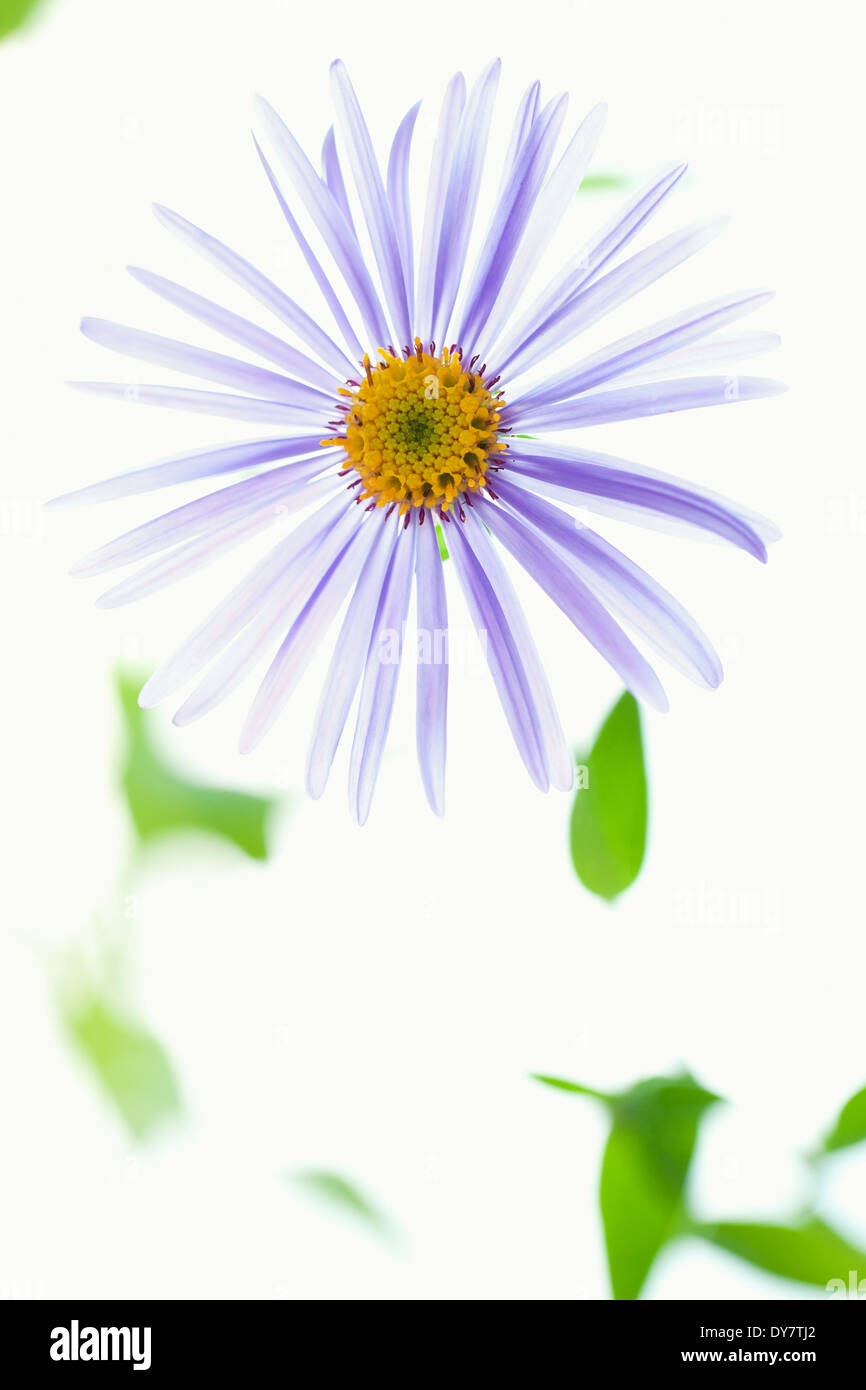 Close up of Aster, Perennial, September. Single purple flower. Stock Photo
