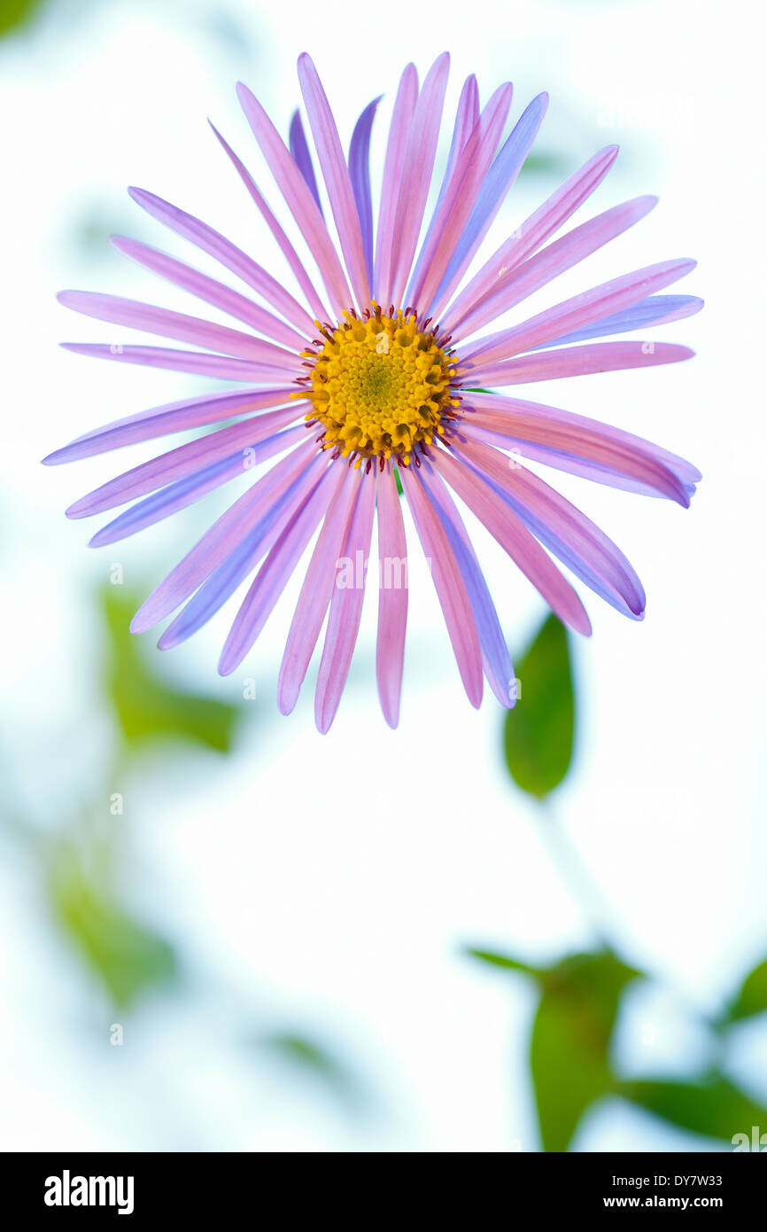 Close up of Aster, Perennial, September. Single purple flower. Stock Photo