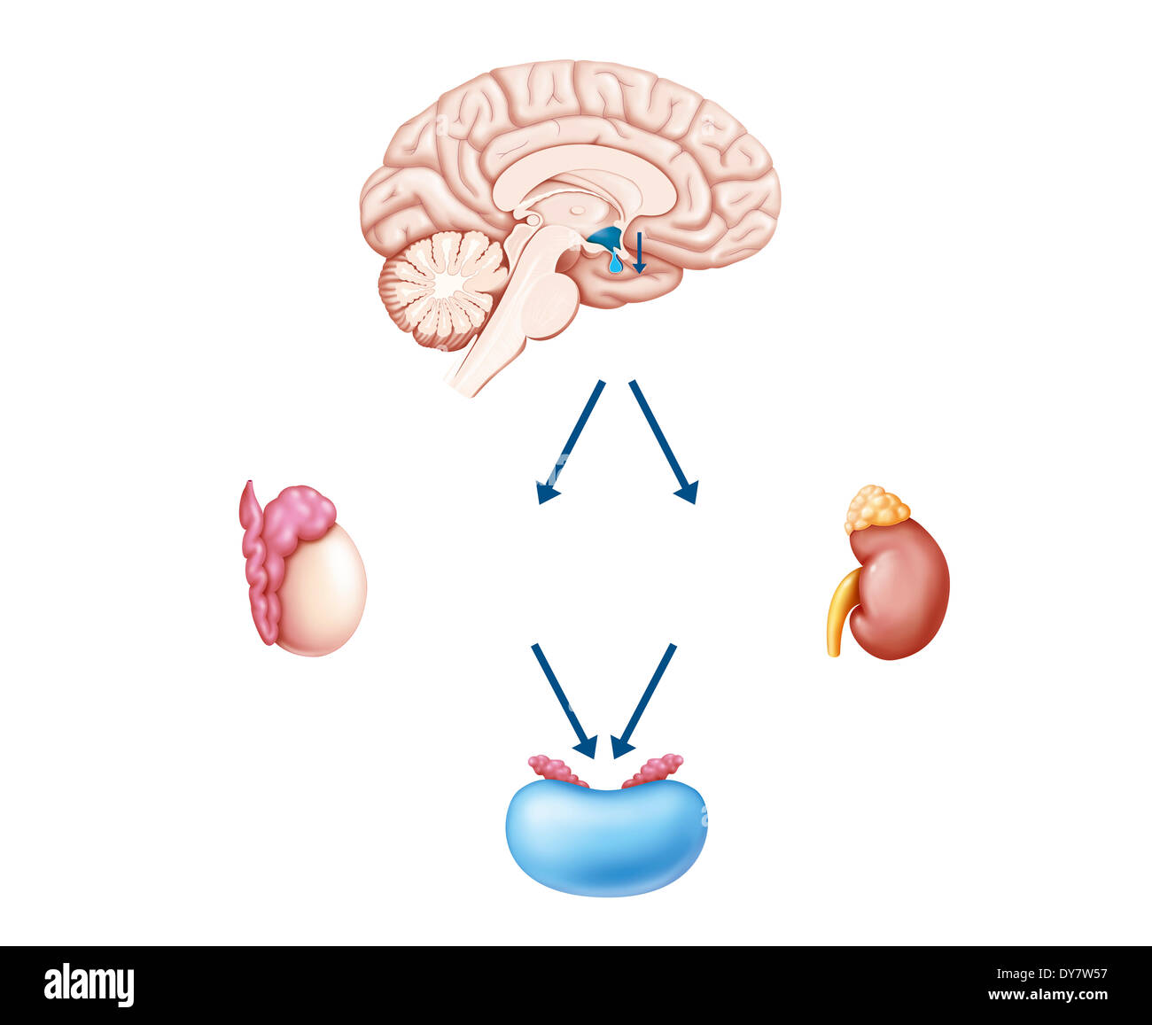 Hormone cycle, drawing Stock Photo