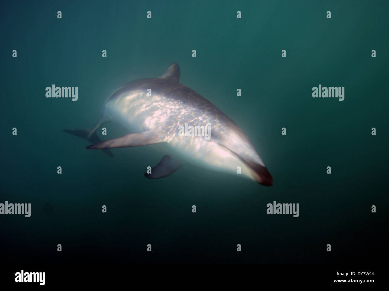 Dusky dolphin, Lagenorhynchus obscurus, Kaikoura, South Island, New Zealand Stock Photo