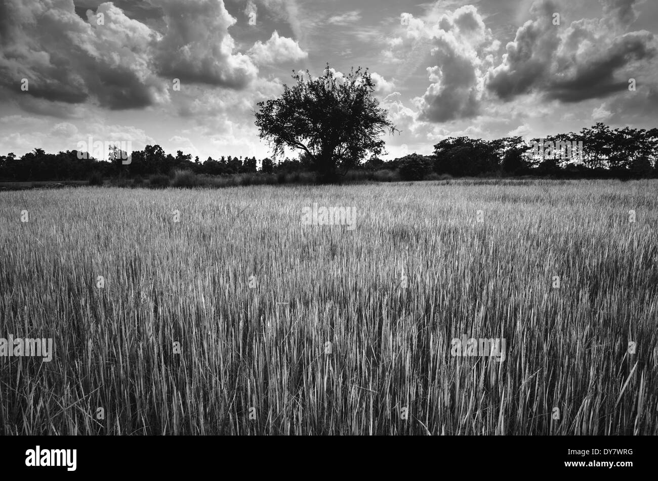 Green grass rice and sky Stock Photo - Alamy