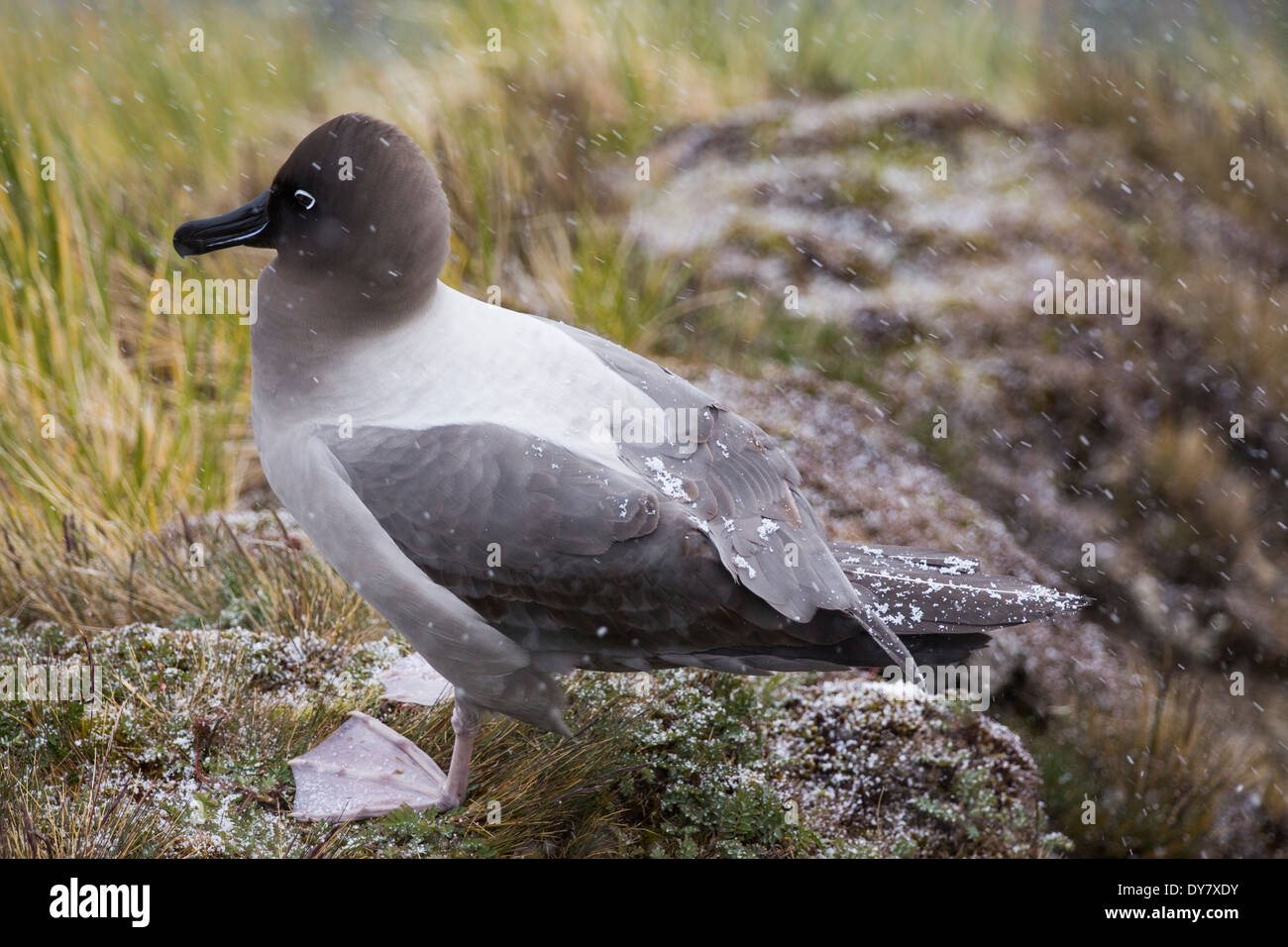A Light Mantled Albatross on South Georgia, Antarctica Stock Photo - Alamy