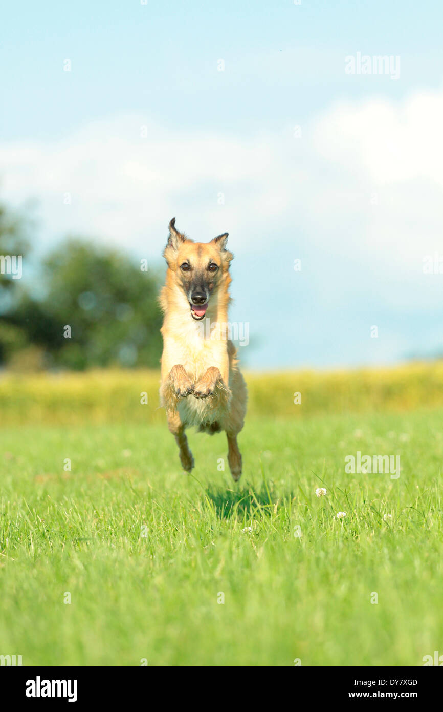 Whippet Running Stock Photos Whippet Running Stock Images Alamy