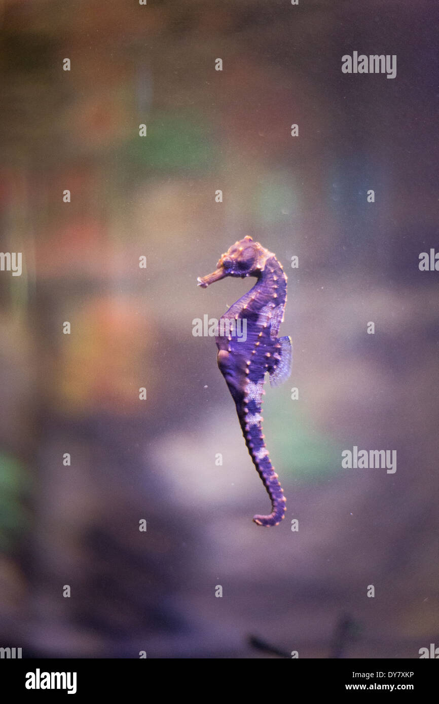 Alamy stock hi-res seahorse Purple - photography images and
