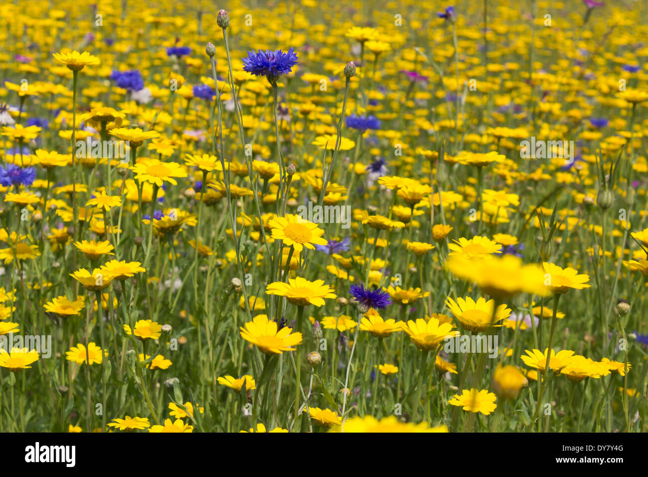 Germany, Rhineland-Palatinate, blue cornflower (Centaurea cyanus), yellow corn marigold (Glebionis segetum) Stock Photo