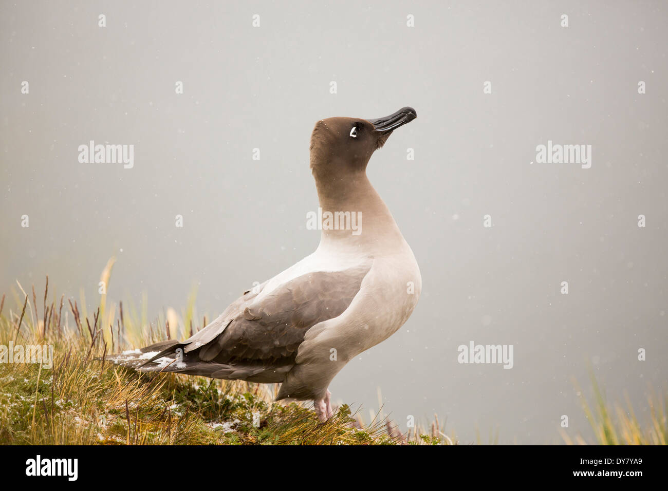 Light mantled albatross hi-res stock photography and images - Alamy