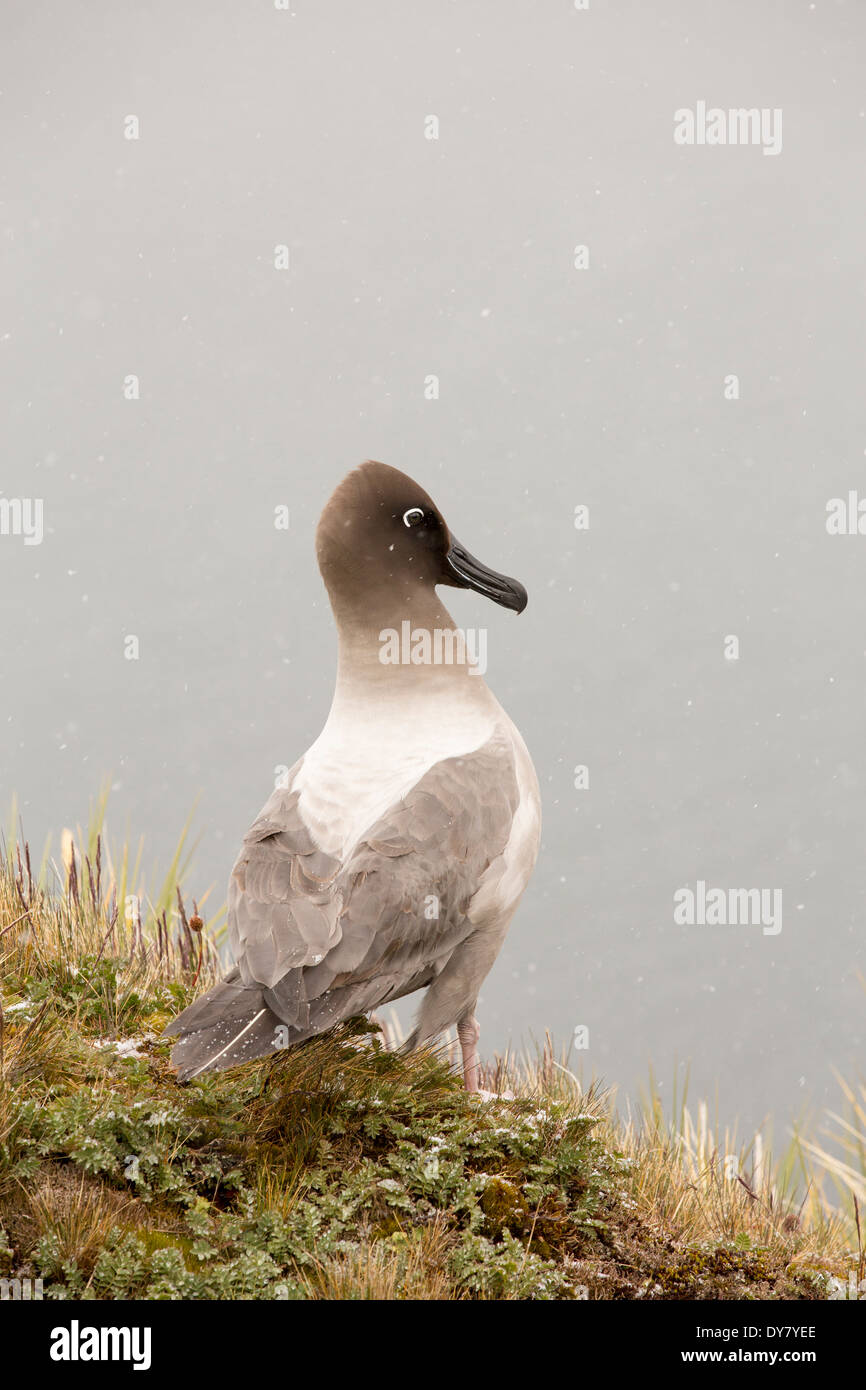 A Light Mantled Albatross on South Georgia, Antarctica Stock Photo - Alamy