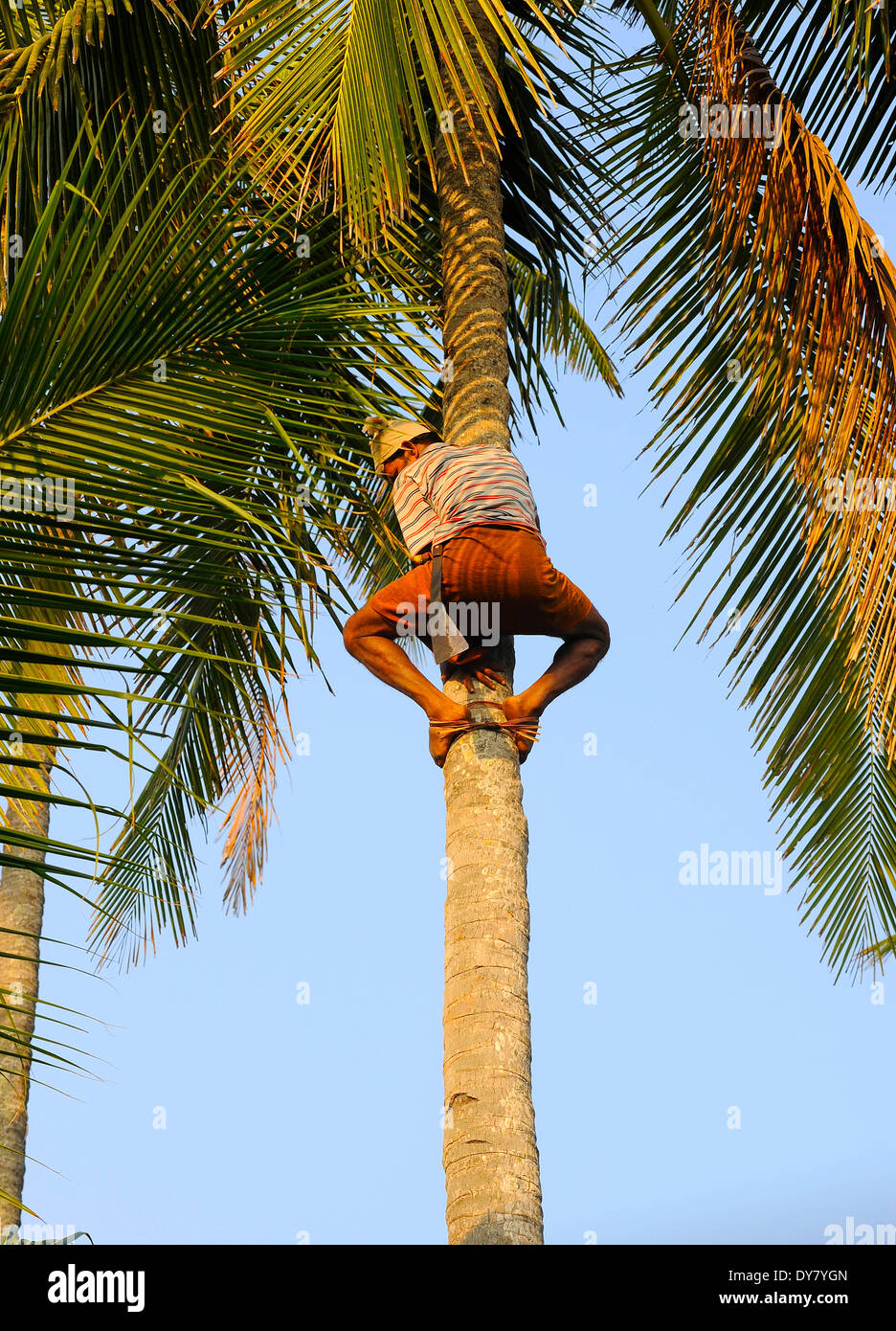 Man climbing a coconut tree, Kerala, South India, India Stock Photo