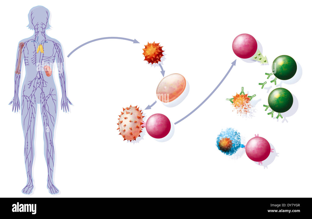 Immune system, illustration Stock Photo