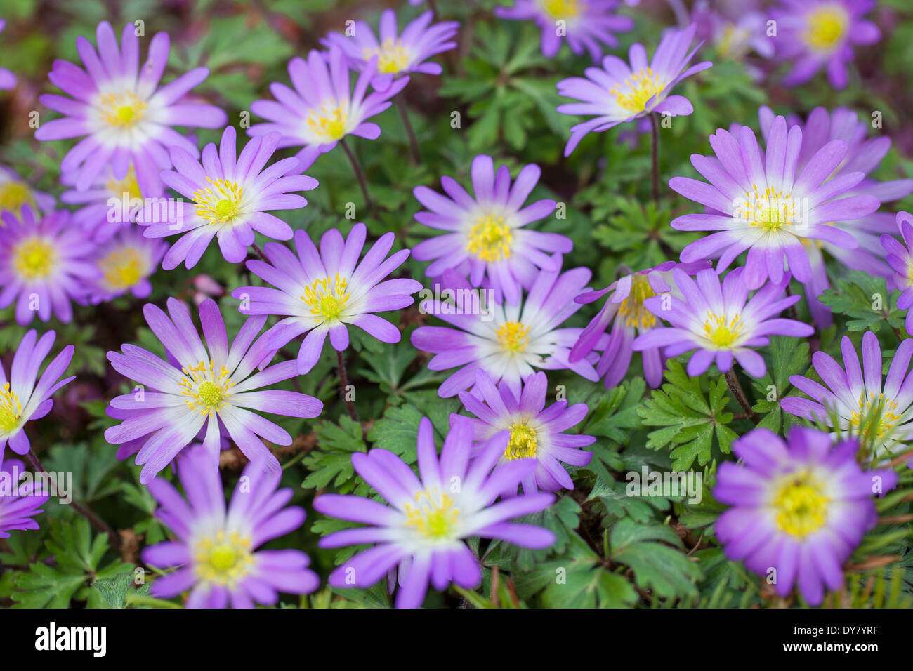 Close up of Anemone blanda 'Violet Star', Greek windflower. Perennial, April. Purple and white flowers. Stock Photo