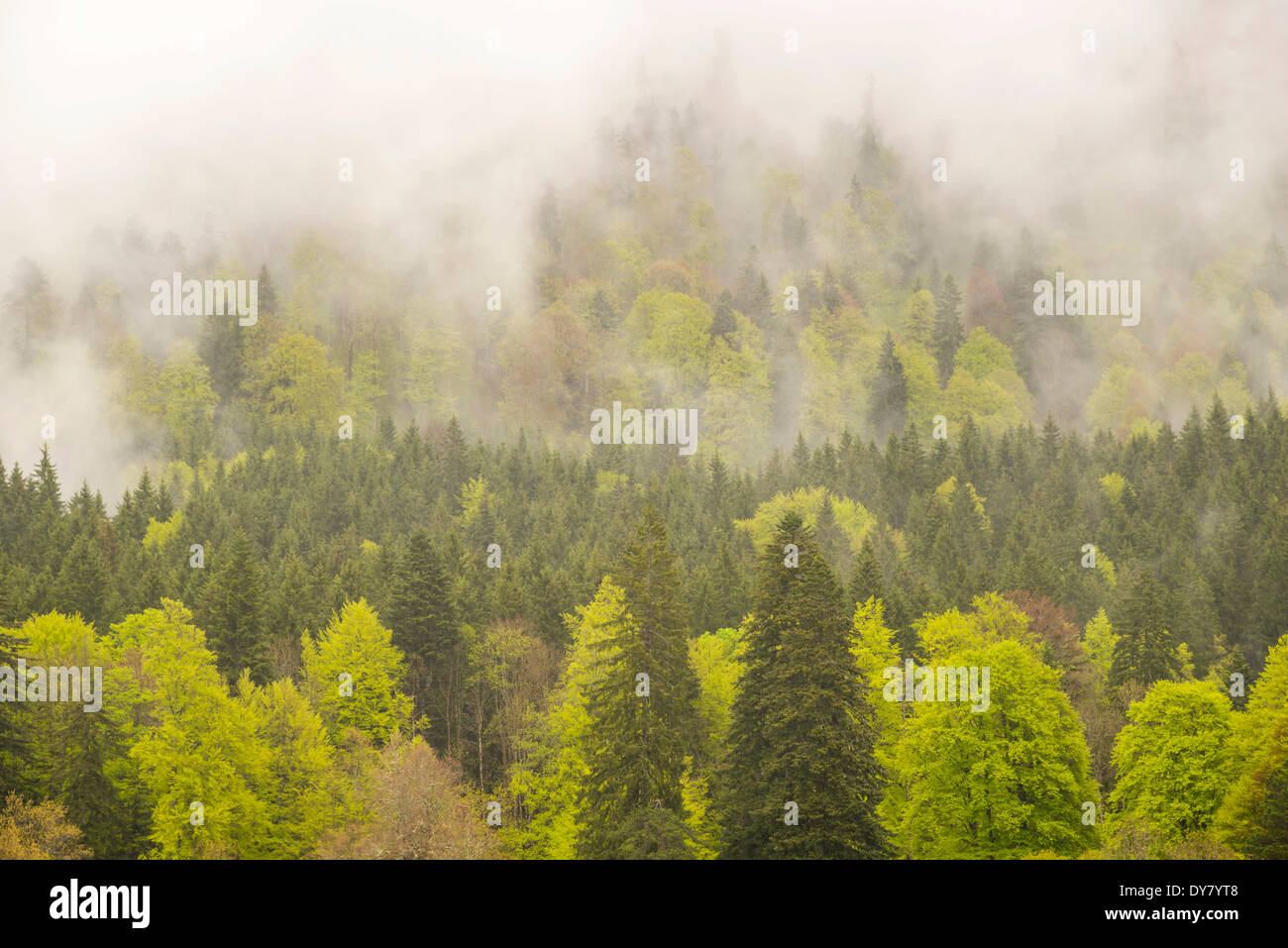 Forest in rainy weather, Graswangtal Valley, Oberammergau Alps, Upper Bavaria, Bavaria, Germany Stock Photo