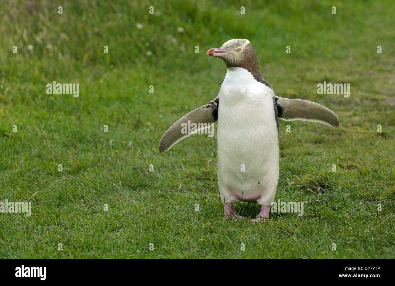 Yellow-eyed Penguin or Hoiho (Megadyptes antipodes) with a tag on its outstretched wings, standing upright, Moeraki Stock Photo