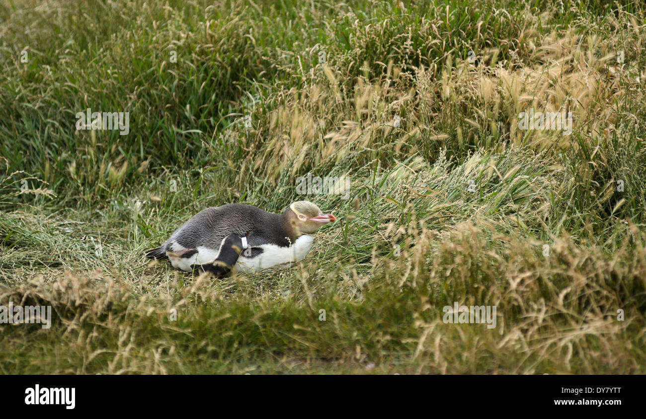 Yellow-eyed Penguin or Hoiho (Megadyptes antipodes) with a tag on its wing, standing upright, Moeraki, South Island, New Zealand Stock Photo
