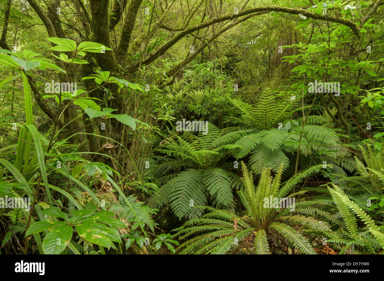Primary forest, rain forest and Tree Ferns (Cyatheales), North Island, New Zealand Stock Photo