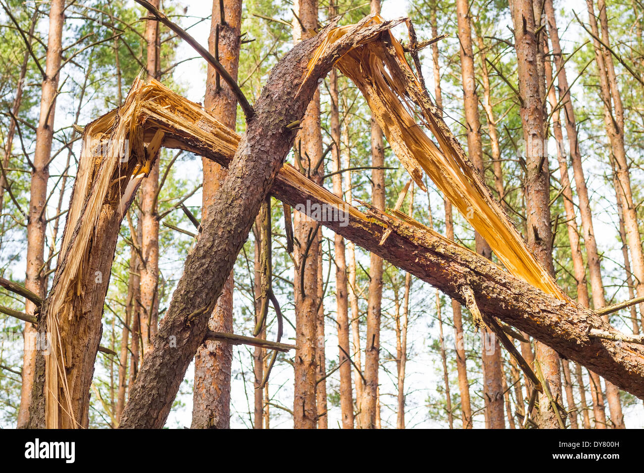 Broken tree in pine woods Stock Photo