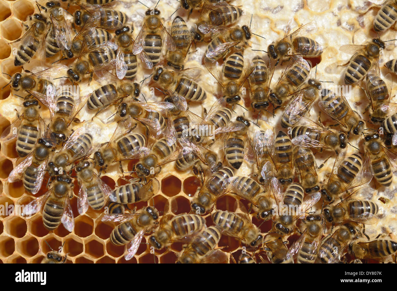 Honey Bees (Apis mellifera) on a honeycomb with partially capped cells Stock Photo