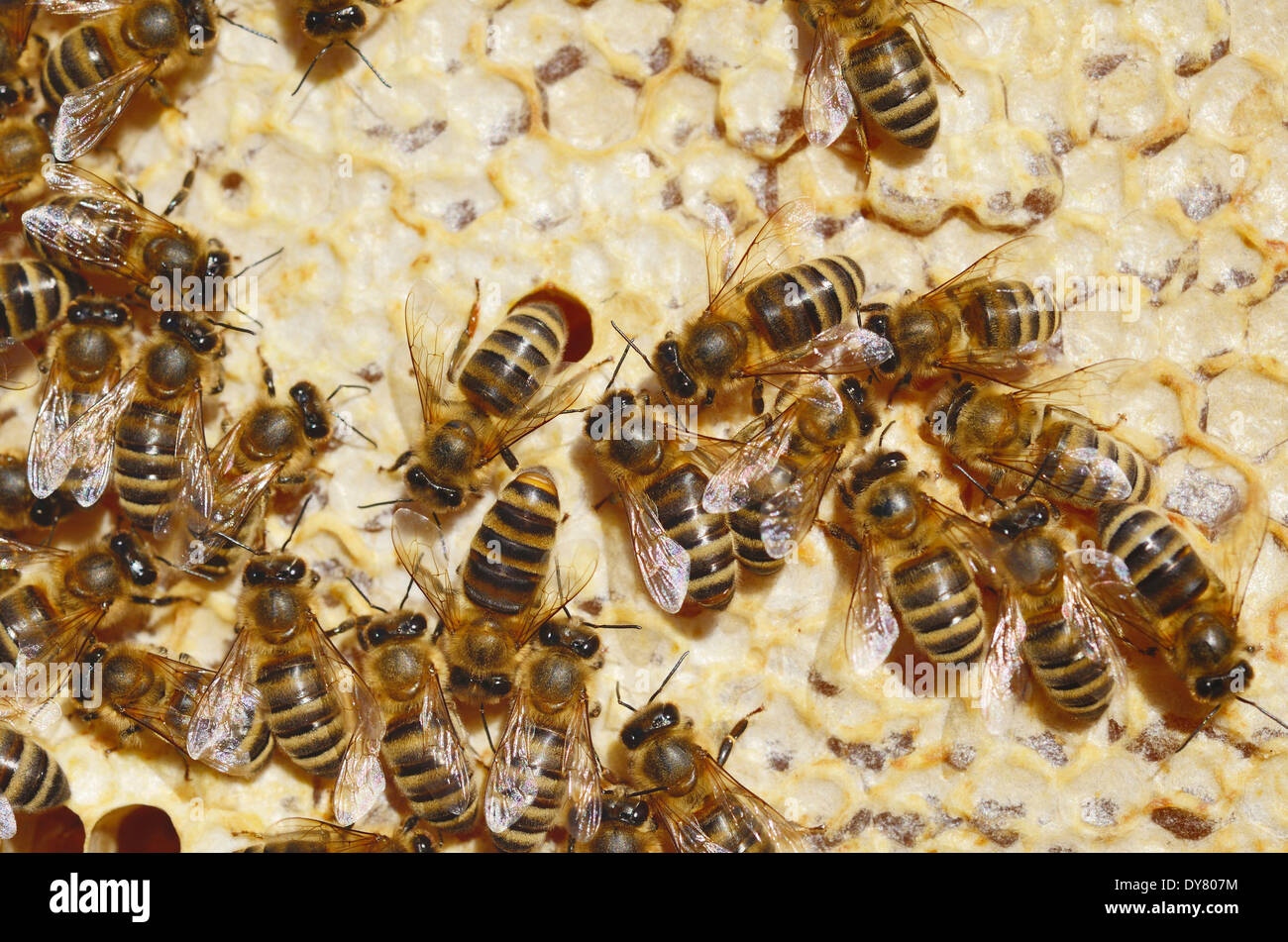 Honey Bees (Apis mellifera) on a honeycomb with partially capped cells Stock Photo