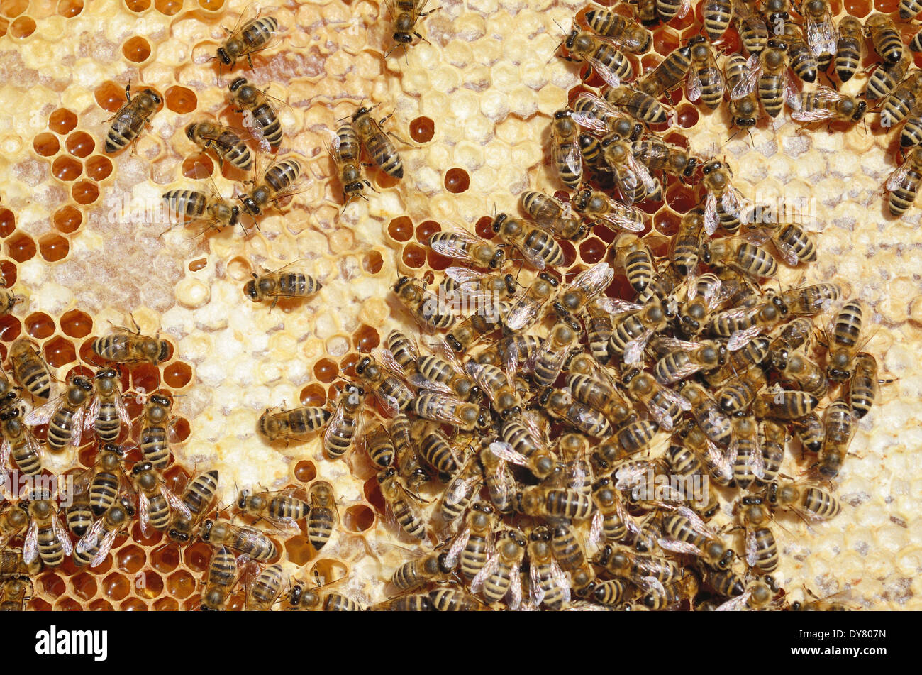Honey Bees (Apis mellifera) on a honeycomb with partially capped cells Stock Photo