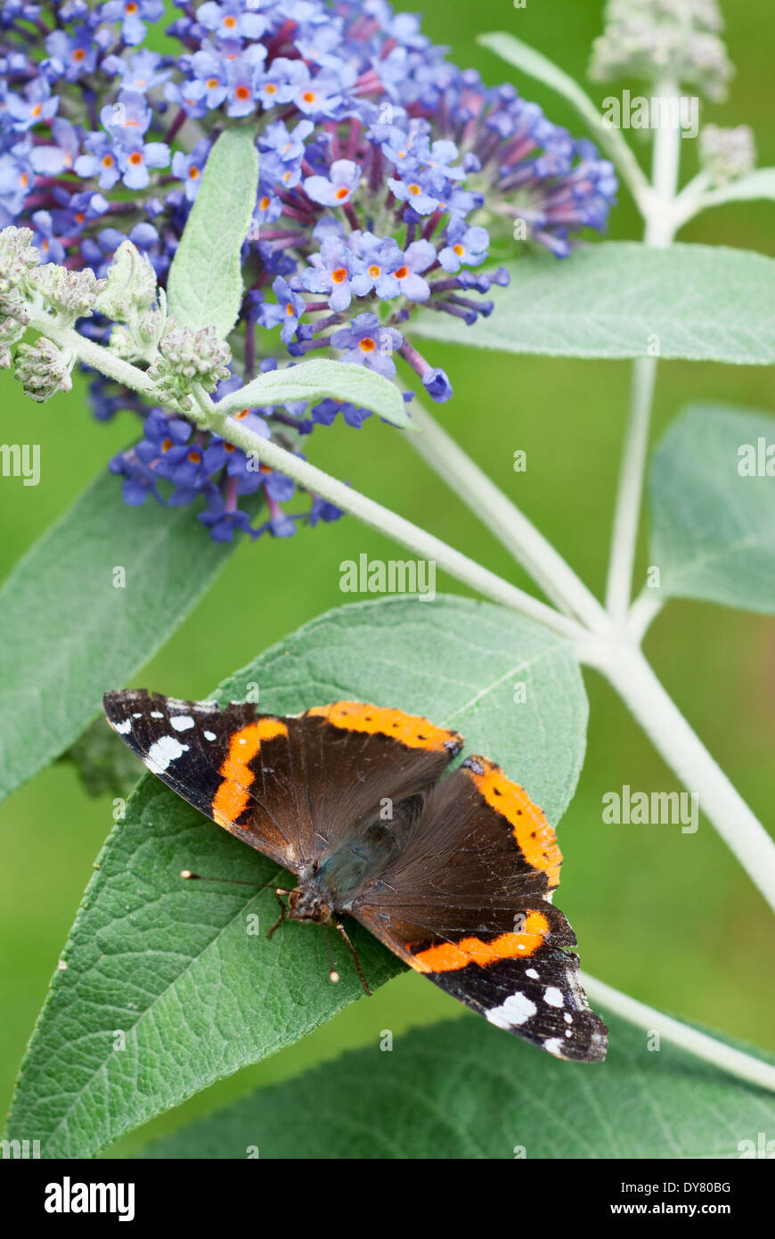 Red Admiral butterfly, Vanessa atalanta on Buddleja 'Lochinch'. Butterfly on foliage. Stock Photo