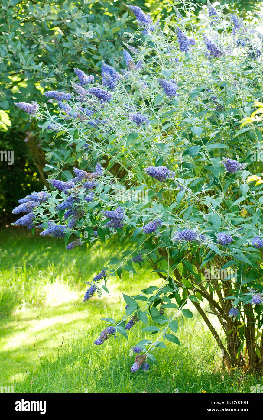 Buddleja 'Lochinch', Butterfly Bush. Shrub, July, Summer. Bush covered in purple flowers. Stock Photo