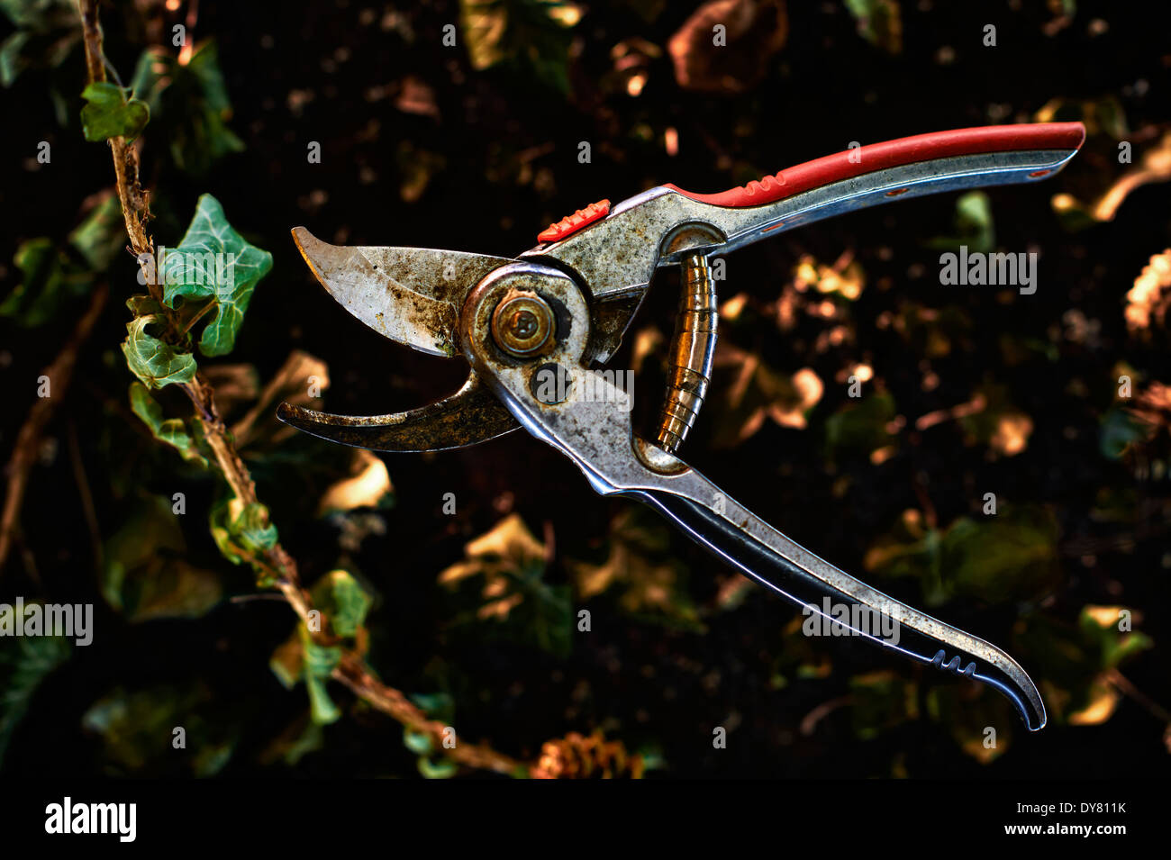 Used garden shears with ivy and leaves hires stock photography and