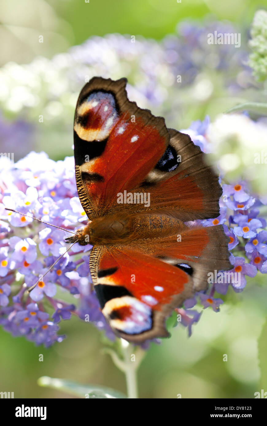 Peacock butterfly, Inachis io on Buddleja 'Lochinch', Butterfly Bush. Stock Photo