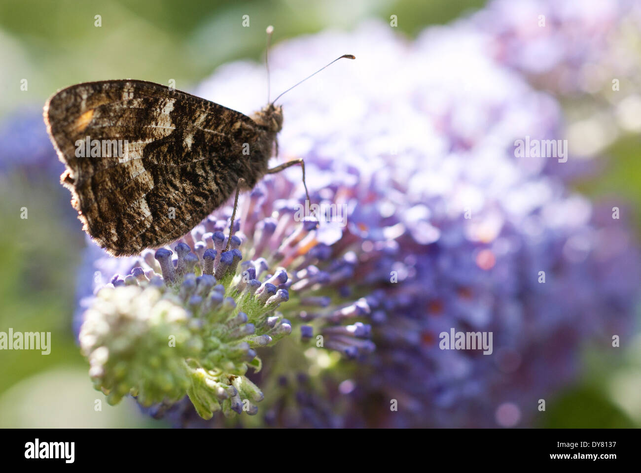 Grayling, Hipparchia semele Butterfly on Buddleja 'Lochinch', Shrub. July. Summer. Stock Photo