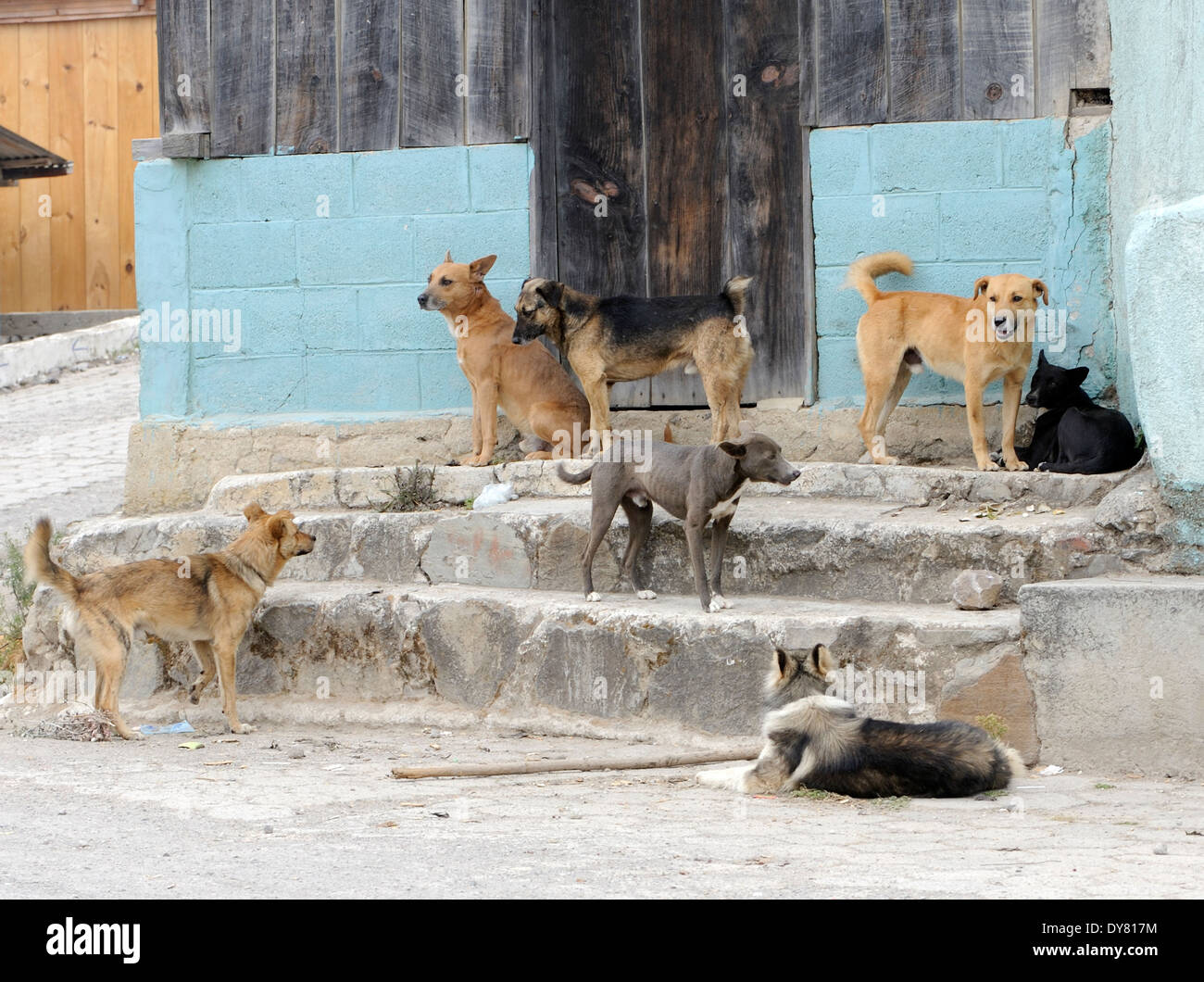 Dogs congregate on a street corner. Santa Catarina Ixtahuacan, Stock Photo