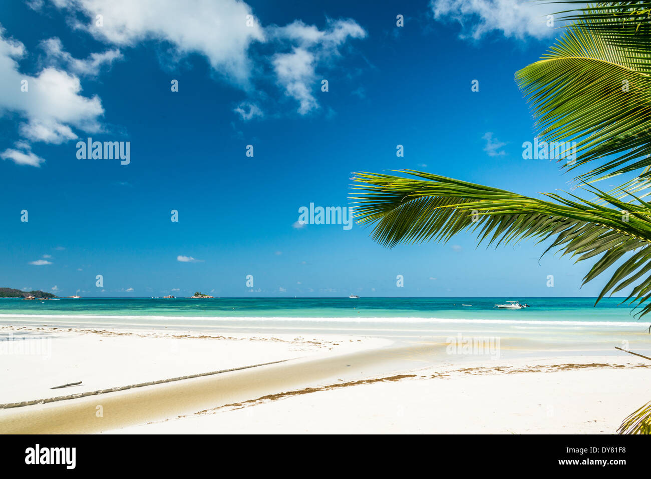 beach with palm and turquoise sea Stock Photo