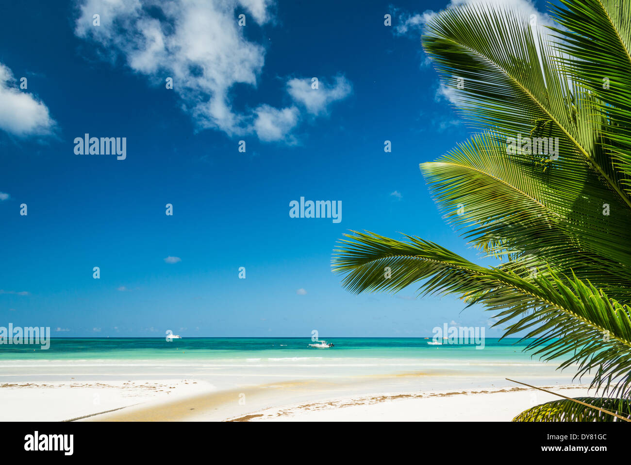 beach with palm and turquoise sea Stock Photo