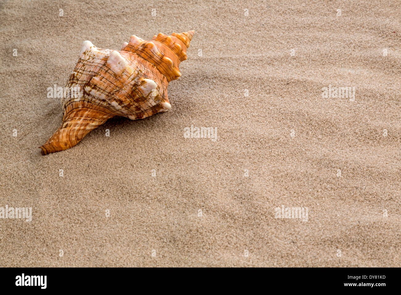 Shell lying on beach, close-up Stock Photo - Alamy