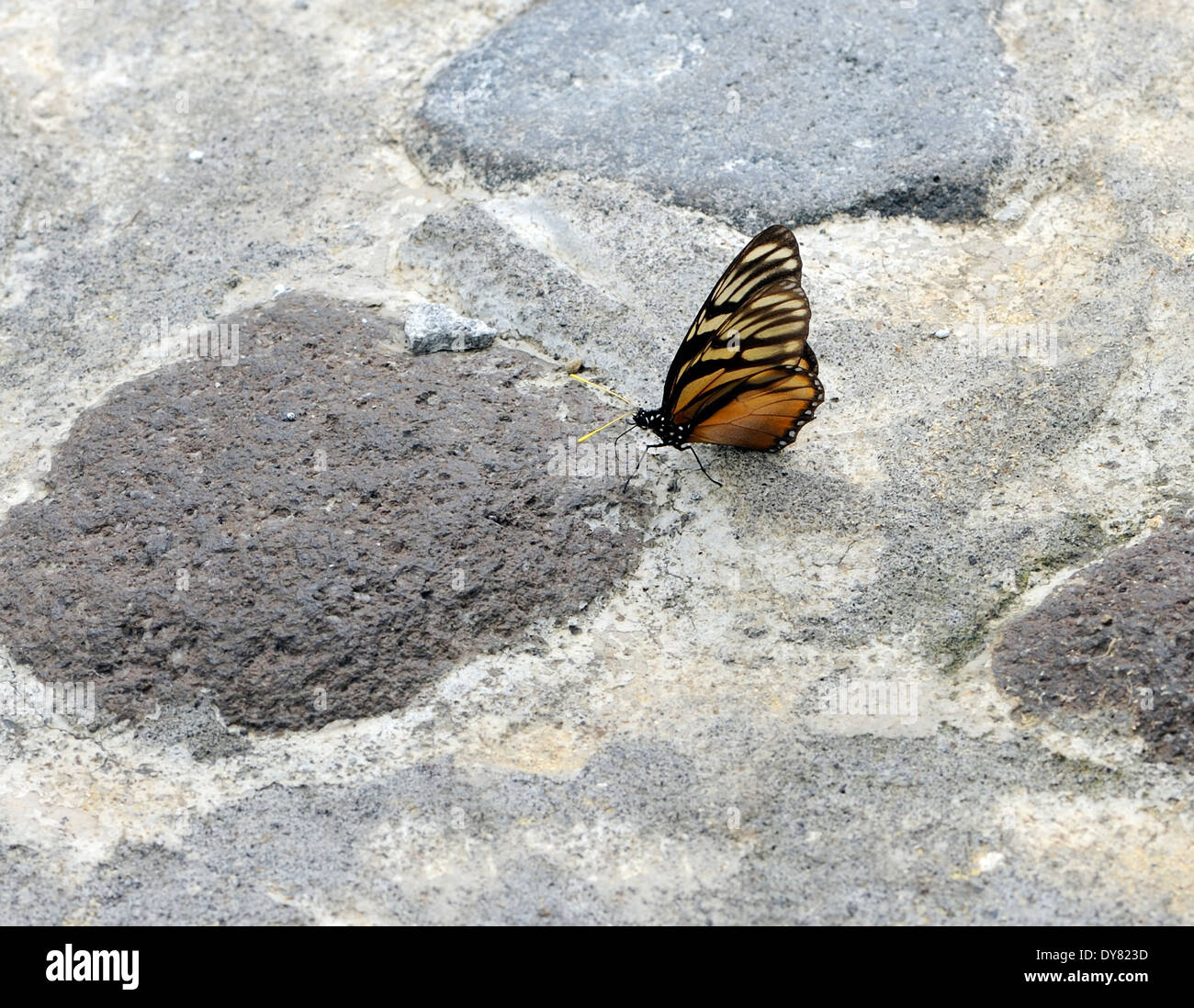 A brown and black butterfly with yellow antennae rests on a stone pavement. It appears to be sucking liquid from the stone Stock Photo