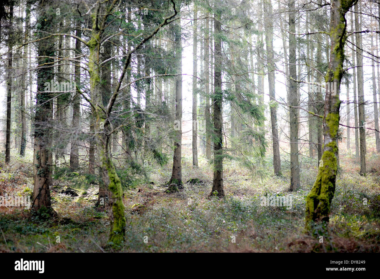 Trees in forest in winter Stock Photo - Alamy
