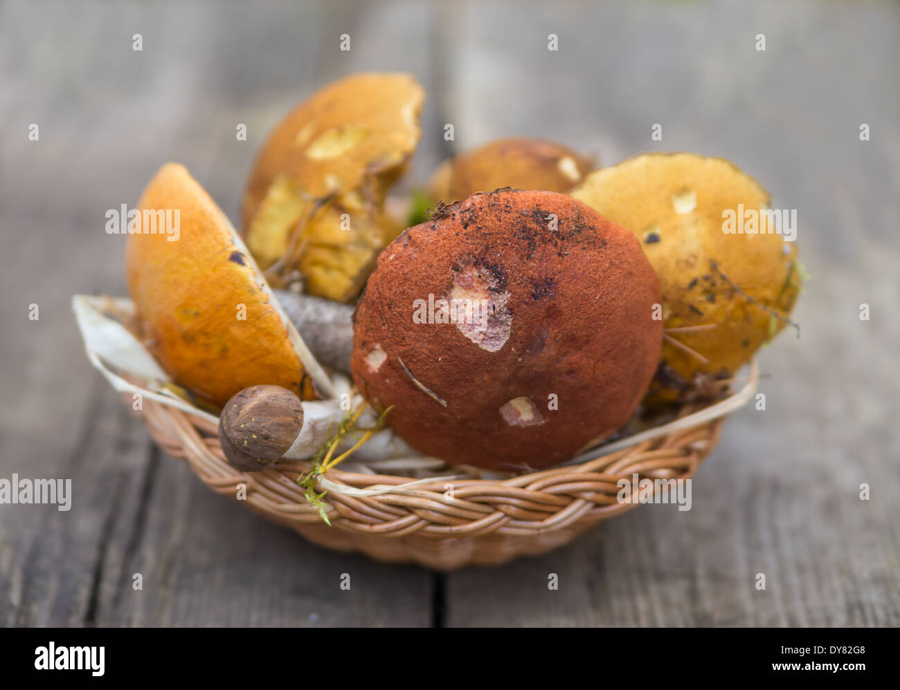Forest eatable mushrooms and cranberries on background Stock Photo