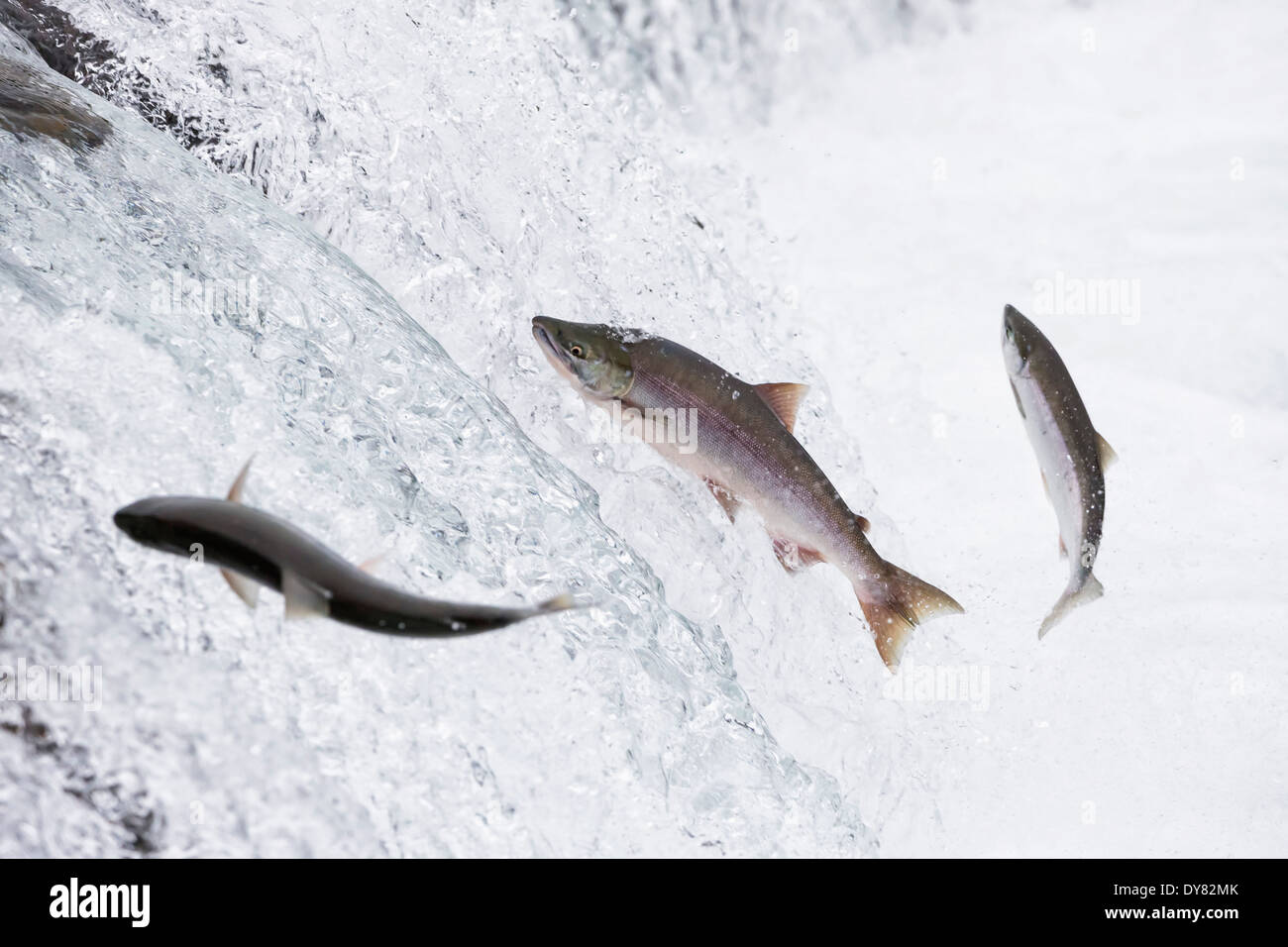 King salmon hires stock photography and images Alamy