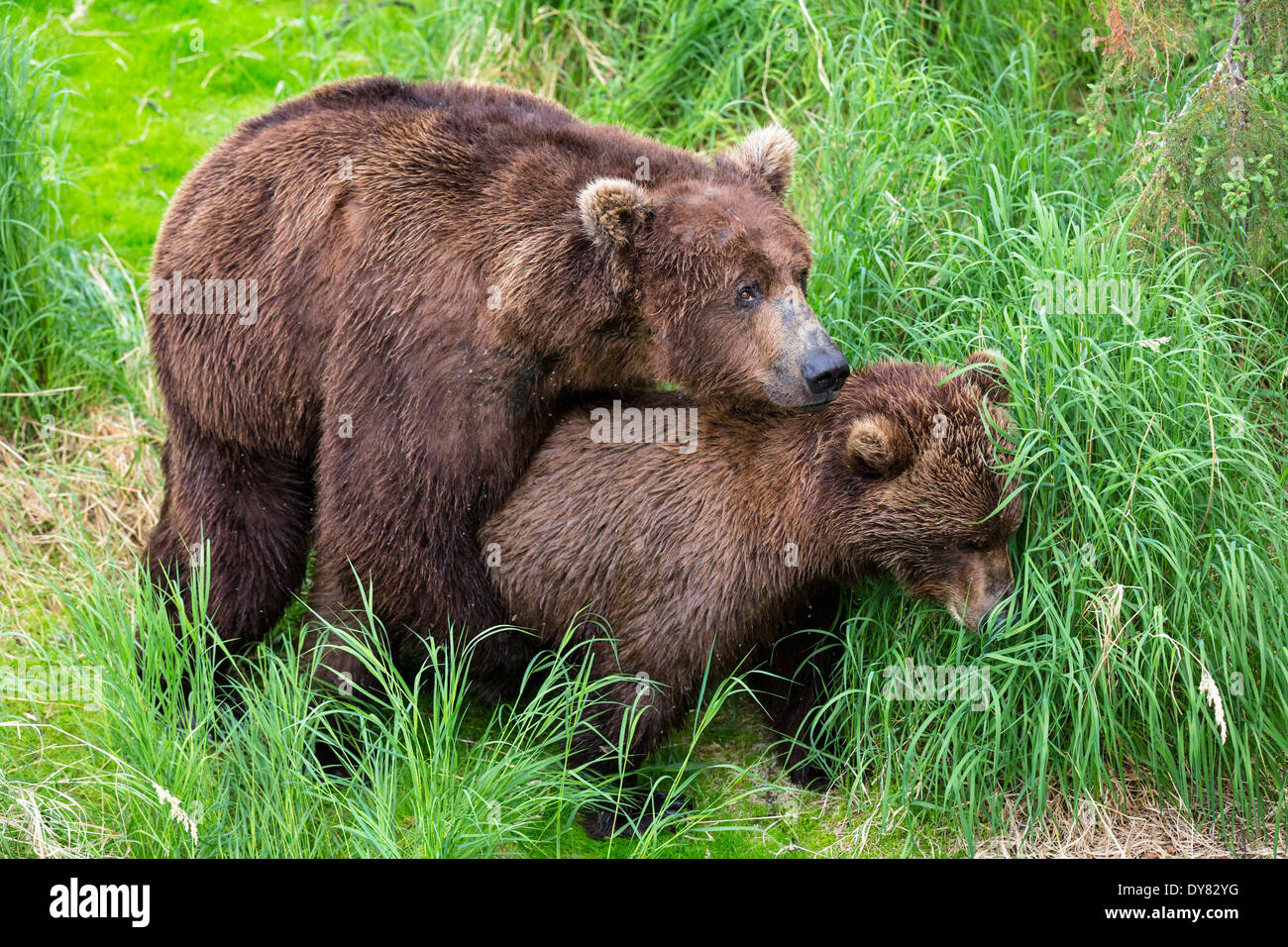 Bears mating hires stock photography and images Alamy