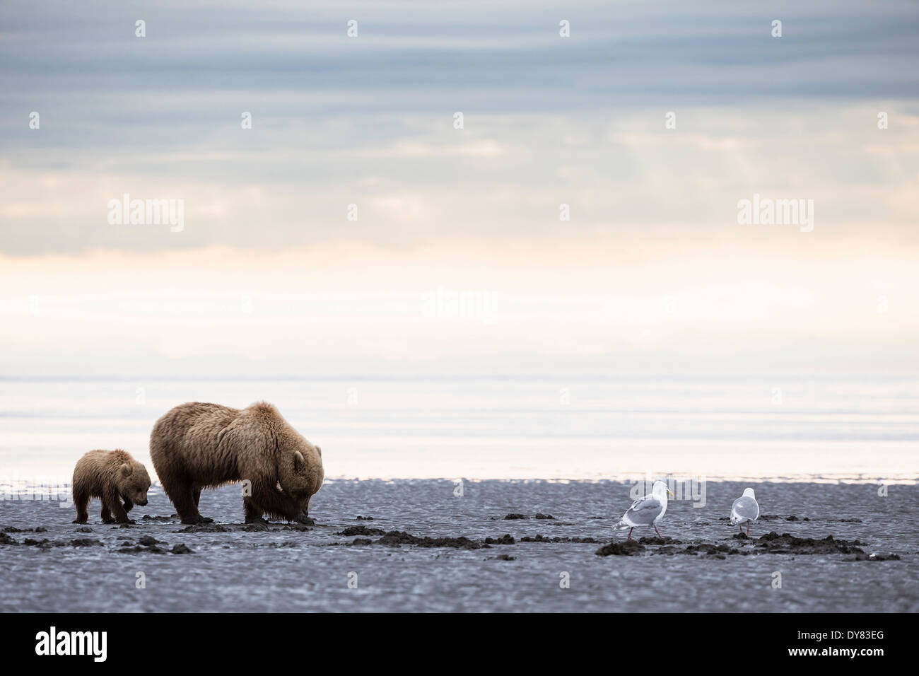 USA, Alaska, Lake Clark National Park and Preserve, Brown bear and bear ...