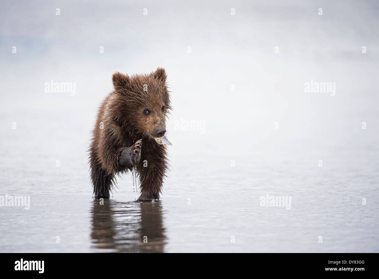 USA, Alaska, Lake Clark National Park and Preserve, Brown bear cub (Ursus arctos) eating a mussel Stock Photo