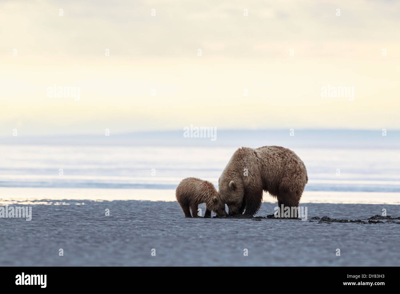 USA, Alaska, Lake Clark National Park and Preserve, Brown bear and bear ...