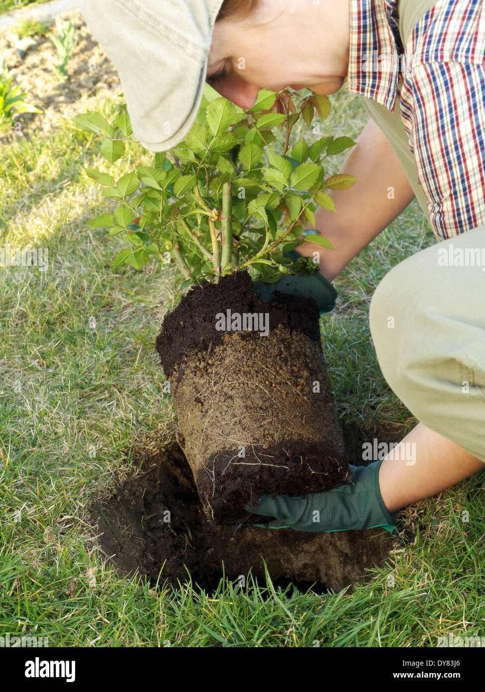 Female gardener planting rose shrub in the dug hole in her backyard garden Stock Photo