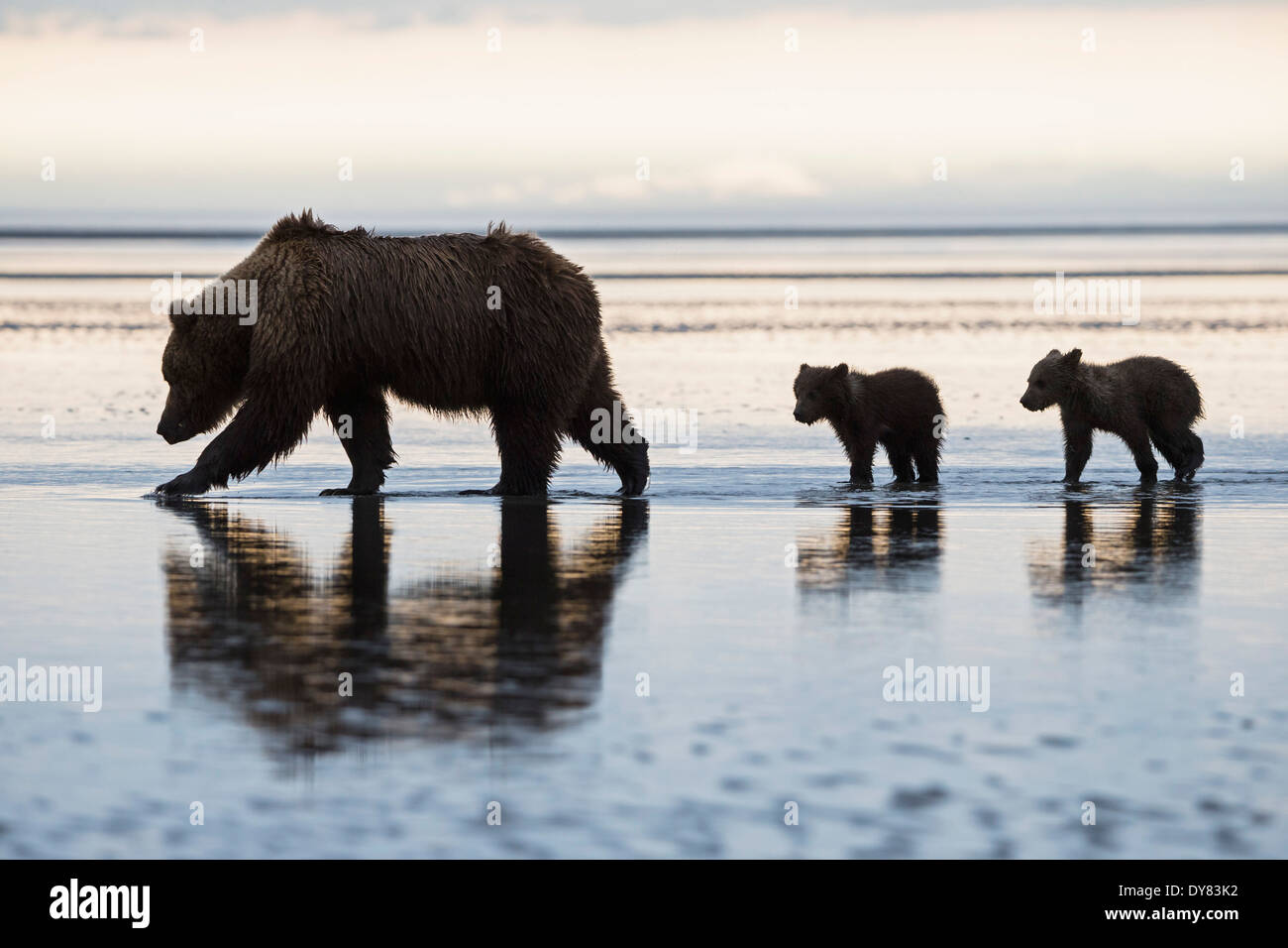 USA, Alaska, Lake Clark National Park and Preserve, Brown bear with ...