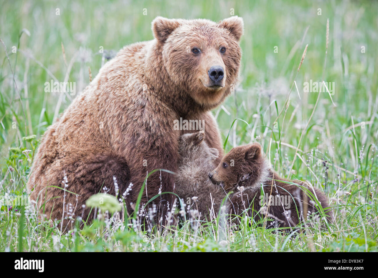 USA, Alaska, Lake Clark National Park and Preserve, Brown bear and bear cubs (Ursus arctos), lactating Stock Photo