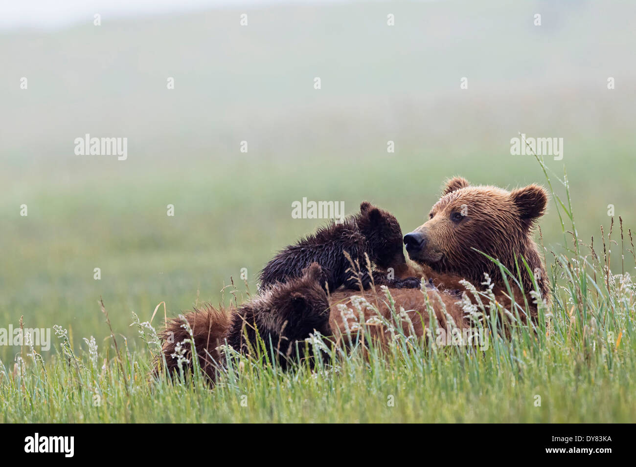 USA, Alaska, Lake Clark National Park and Preserve, Brown bear and bear cubs (Ursus arctos), lactating Stock Photo