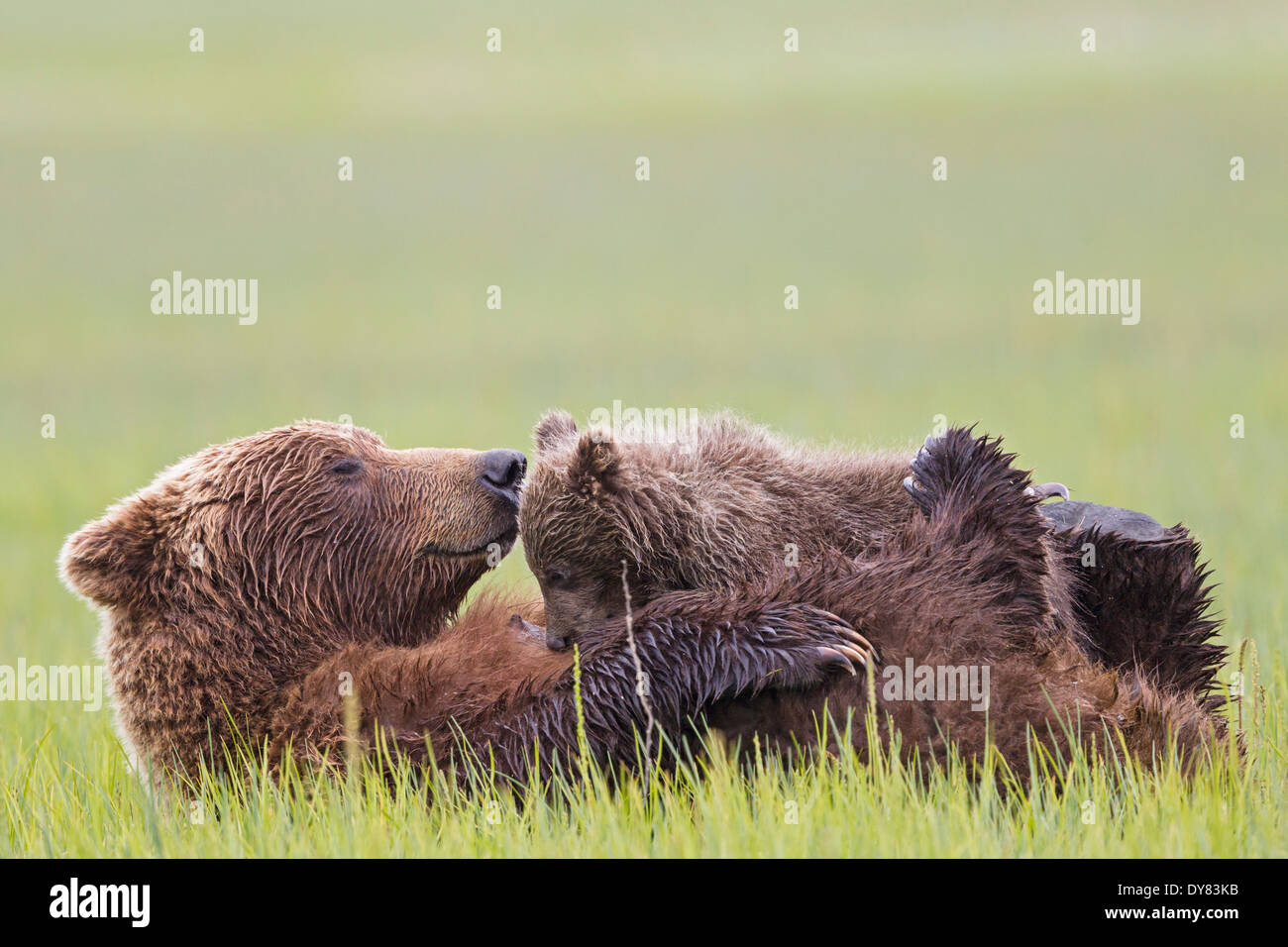 USA, Alaska, Lake Clark National Park and Preserve, Brown bear and bear cub (Ursus arctos), lactating Stock Photo