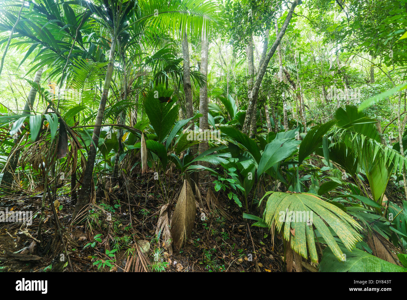 tropical forest in Valle de Mai, Praslin, Seychelles Stock Photo