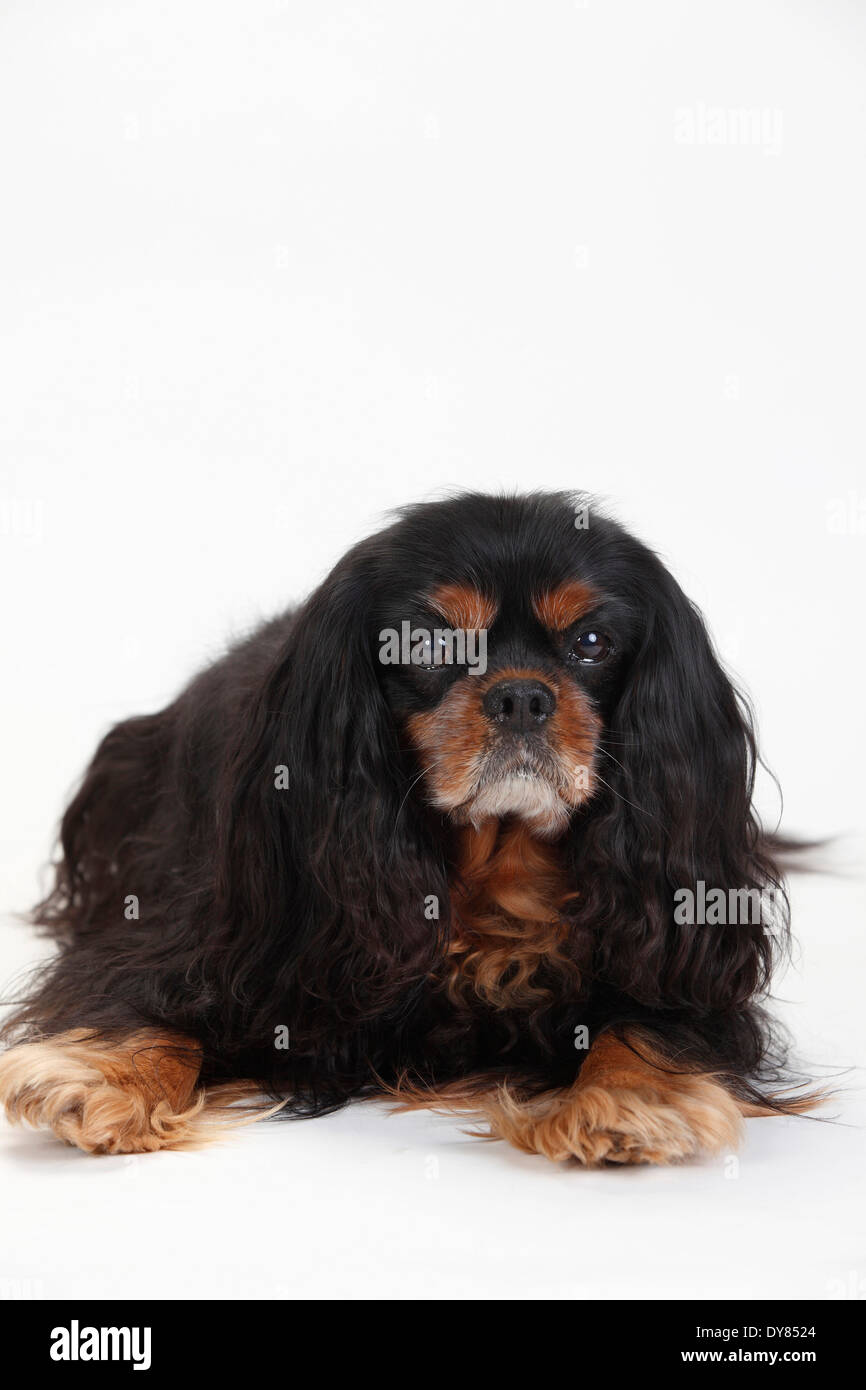 Cavalier King Charles Spaniel, male, ruby Stock Photo - Alamy